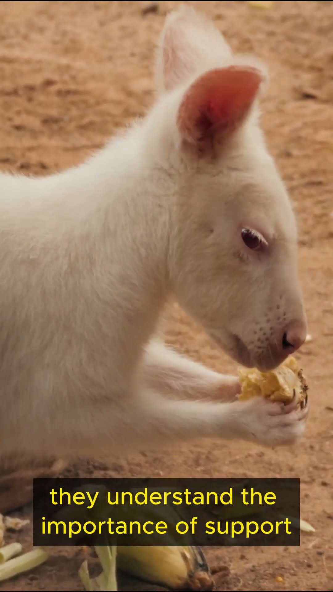 Life Lessons from Kangaroo Part 3 #shorts #mindfulness #exploration #wisdom #patience #balance